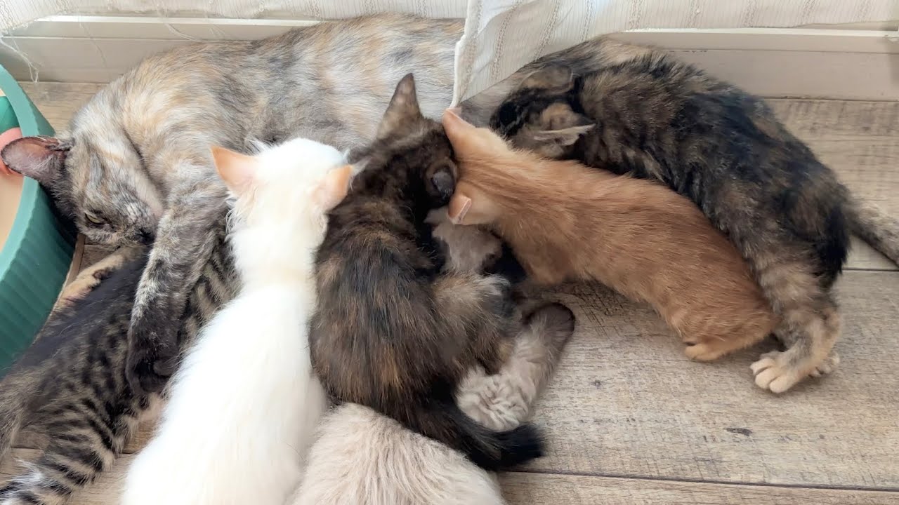 兄猫参加で満席すぎるおっぱいタイム＆みんなで過ごす最後の日【ラプ保護物語＆お祭り兄弟日記】Last day to spend together 子猫