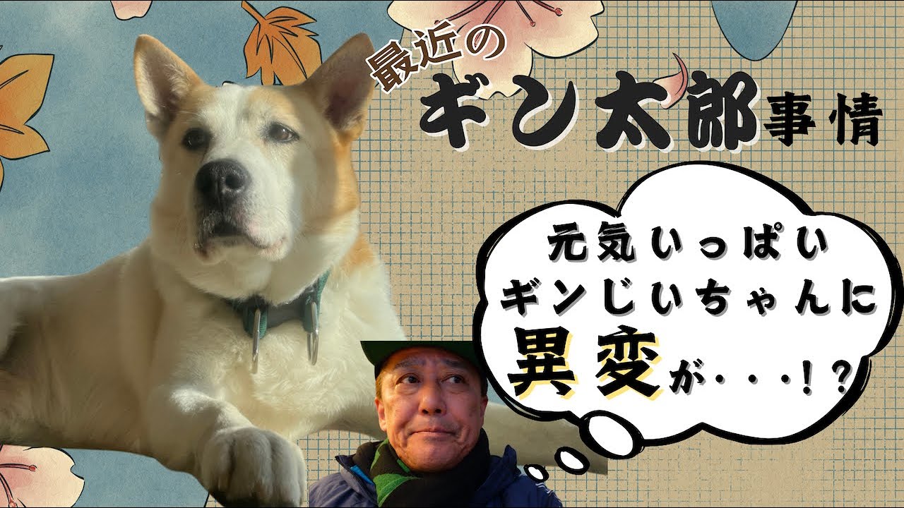 元気いっぱいのギンじいちゃんに異変が・・・？【最近のギン太郎事情】