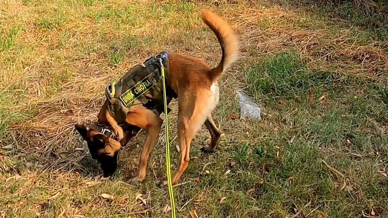 allenamento #mantrailing #malinois #opes #agosto #canispeciali #supercani