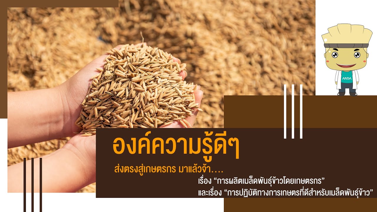 การอบรมการผลิตเมล็ดพันธุ์ข้าว