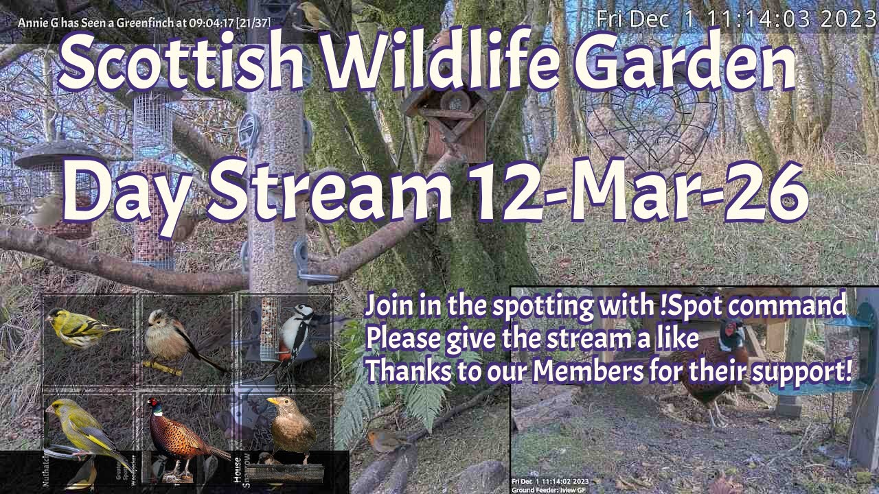 Day Stream March 12th 2026 | Bird Feeders, Wildlife Cameras Scotland UK from SWG