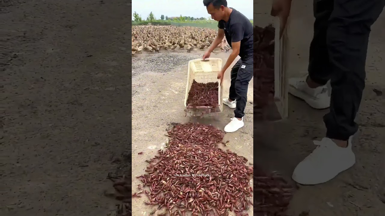 Reason Of Feeding Ducks With Crayfish: This Year Crayfish Very Cheap Here, Even Cheaper Than Feed !