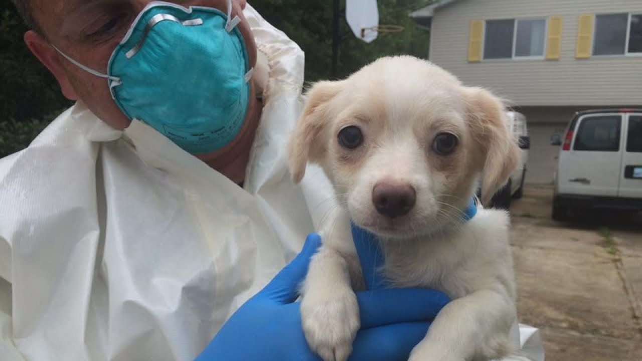 Authorities Rescue 276 Dogs From A Home In New Jersey
