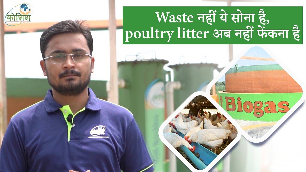 Waste नहीं ये सोना है, poultry litter अब नहीं फेंकना है