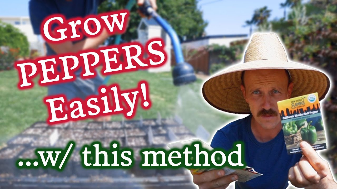 Be A Pepper Boss With This Seed Starting Guide