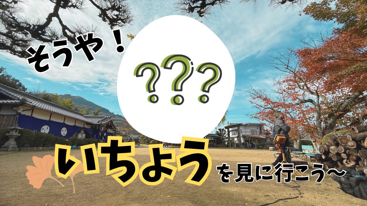 【紅葉】黄色い銀杏を見たくて、しゅっぱ〜つ！！！