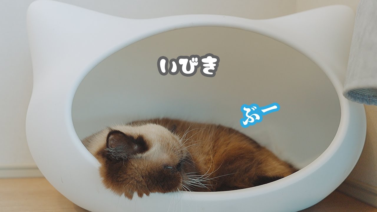 今日もイビキの猫さん