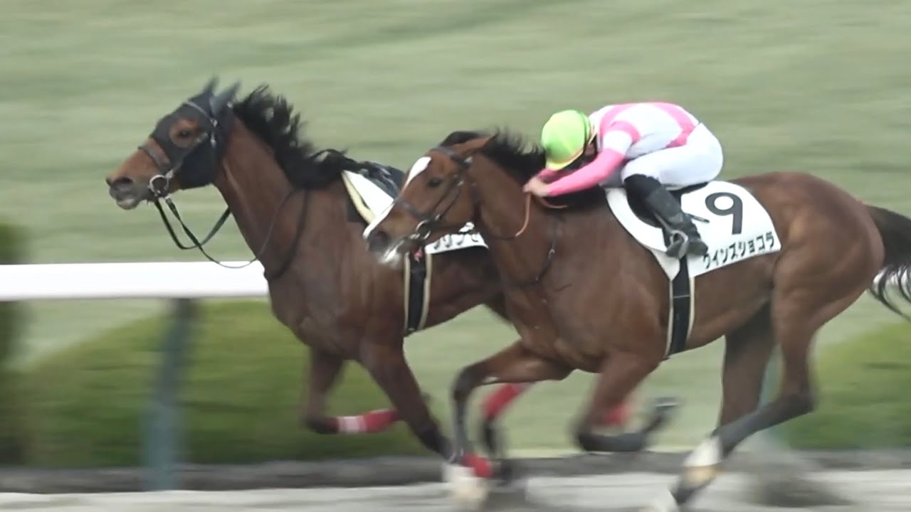 【落馬】プリンセッサがスタート直後に落馬  最後はイン突きで差し切る 最後は柵に当たって立ち止まる【阪神競馬場 川又 賢治騎手は大丈夫そう？】