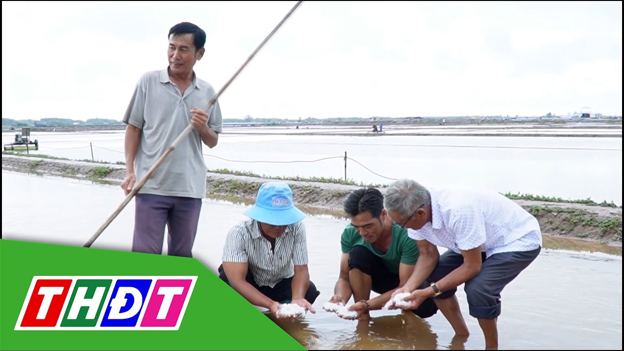 Nhiều diện tích muối ở Cà Mau bị thiệt hại do mưa trái mùa | THDT