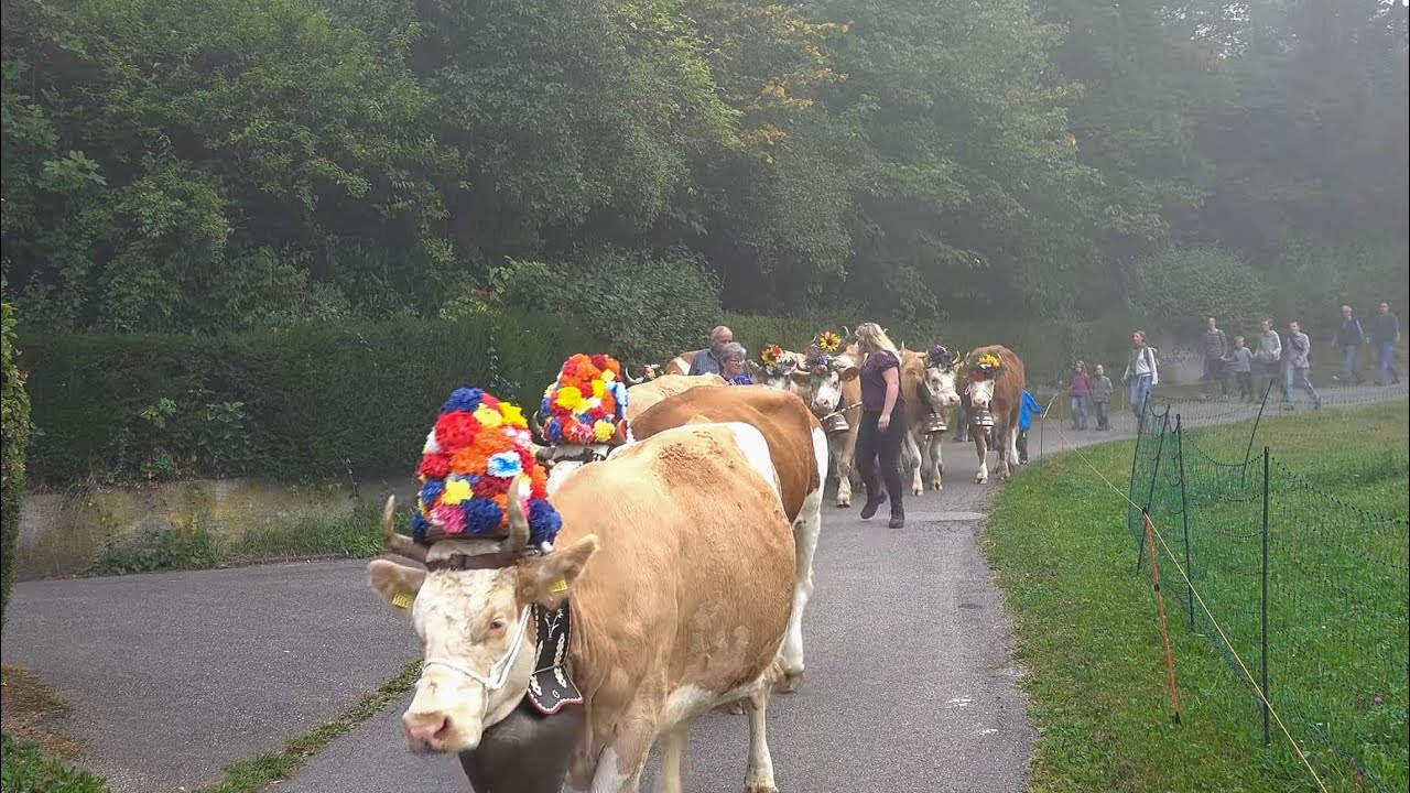 Viehschau Langenbruck 2020