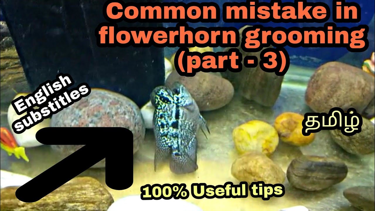Common mistake in flowerhorn grooming (part -3) | Aquapets & farm