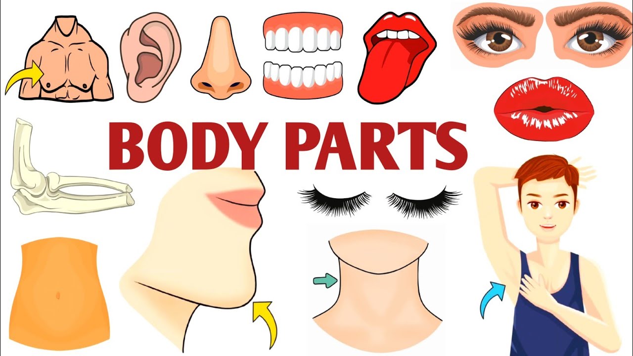 Parts of the Body | Parts of the Body for LKG Kids | Learn Body Parts & Sense Organs | #partsofbody 