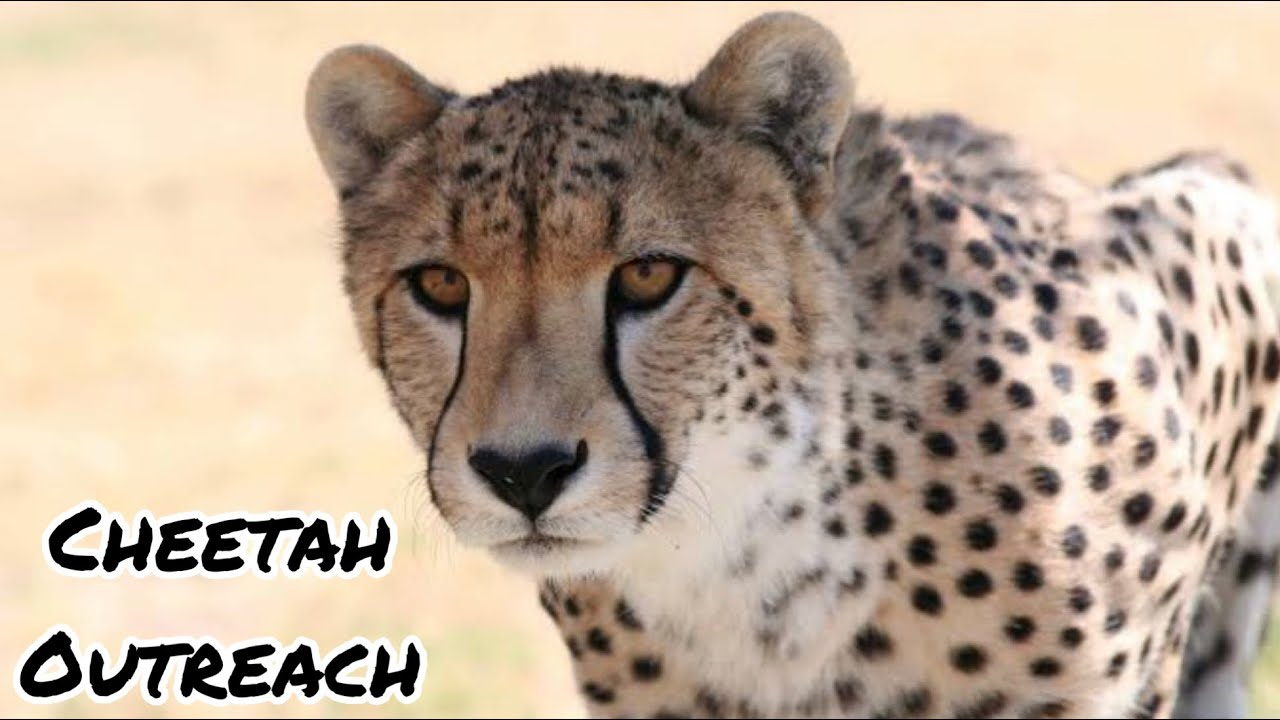 Cheetah outreach Capetown | South African cheetah |Things to do in Cape Town
