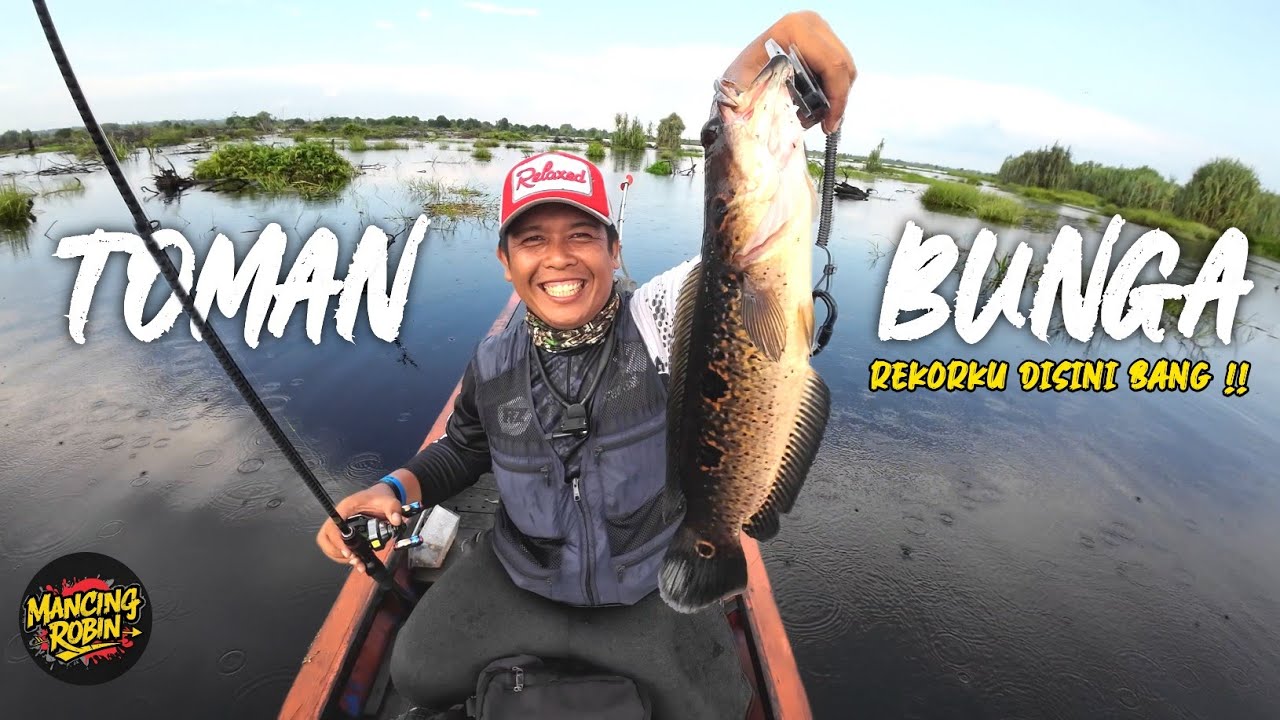TOMAN BUNGA DANAU SEMBILAN !! PERTAMA KALI CASTING KERANDANG AIR HITAM DI RIAU !!