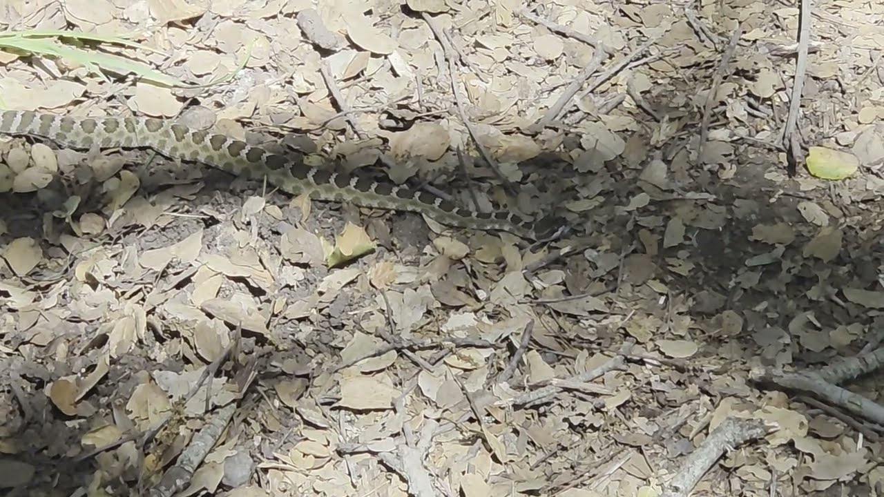 Another Rattlesnake Filmed in Rancho San Antonio County Park, Bay Area, CA, June 2026 (06/07/2026)