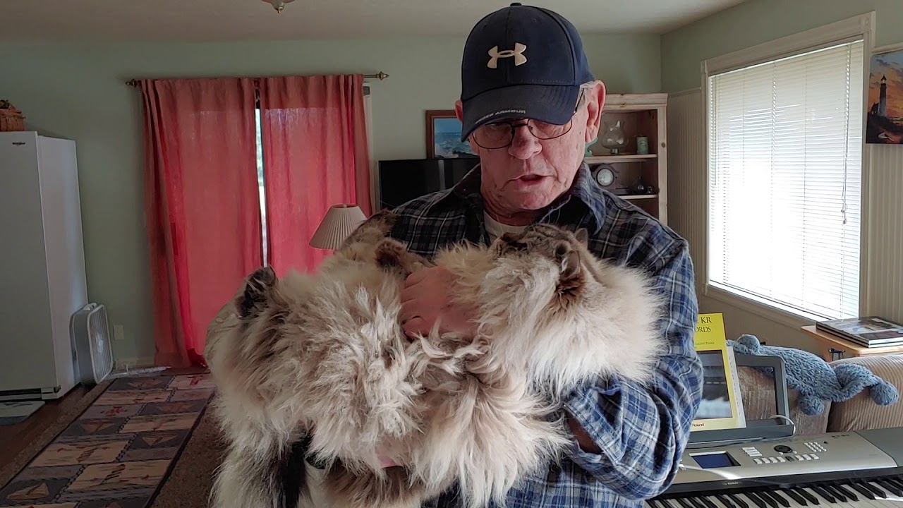 Huge Ragdoll cat named Mr Misty