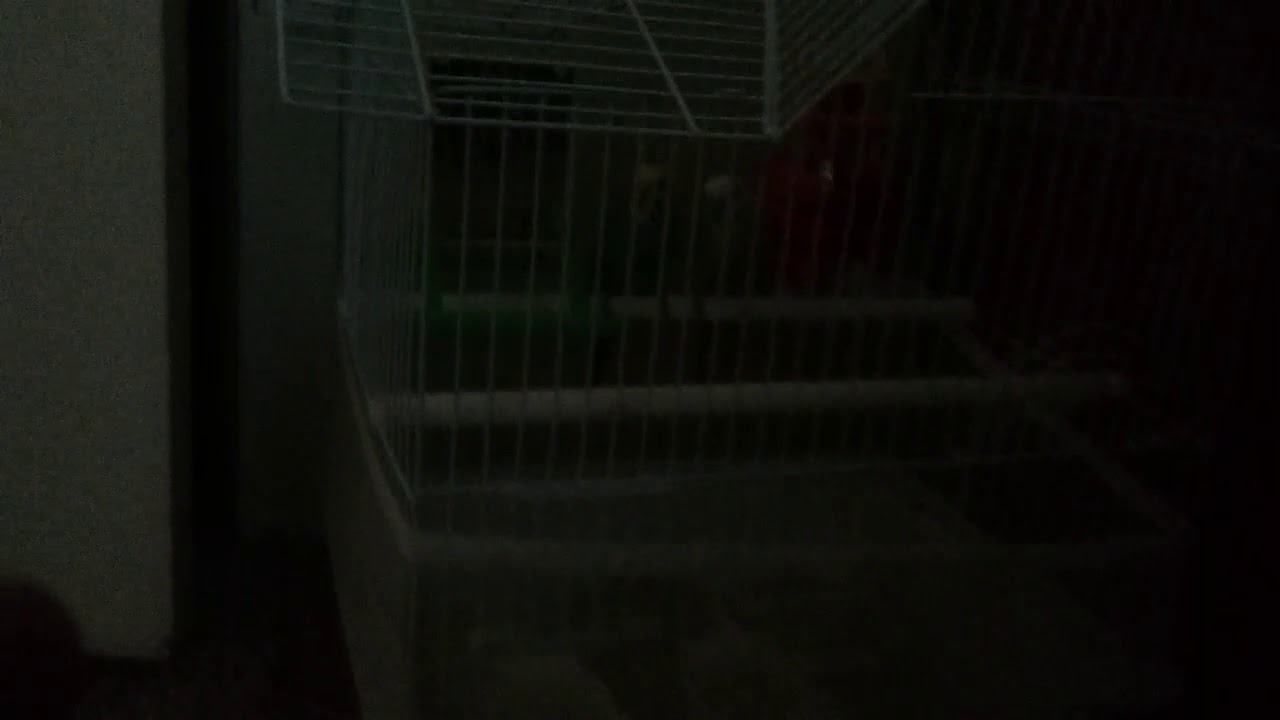 My pets  are a bride name is jack and alexa