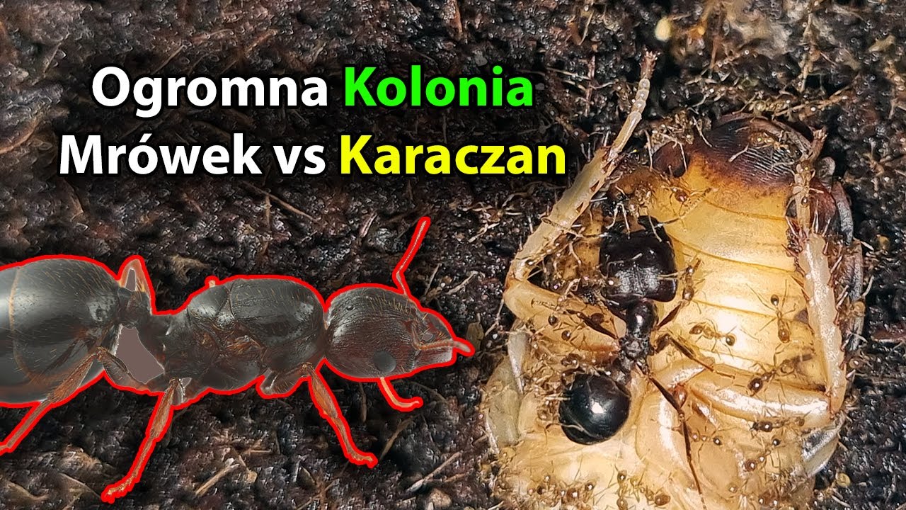 Kupiłem Ogromną kolonie mr&oacute;wek #mr&oacute;wki #owady #ants #zwierzęta #hodowla #formicarium #film