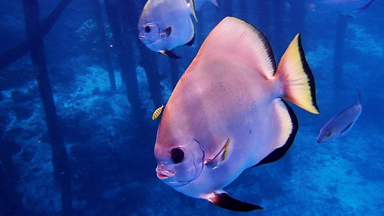 Raja ampat, snorkeling Yenbuba et Ransiwor en 2025 (HD 1080)