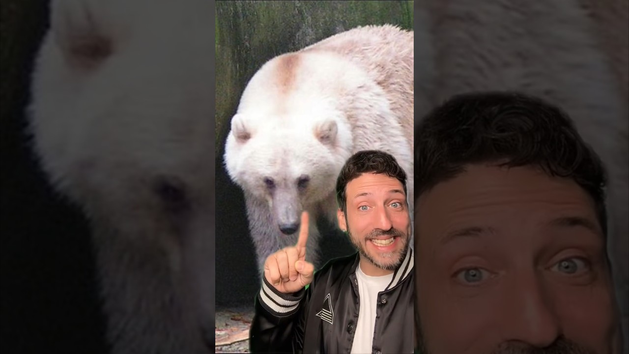 Познакомьтесь с медведем Пиззли 👀 