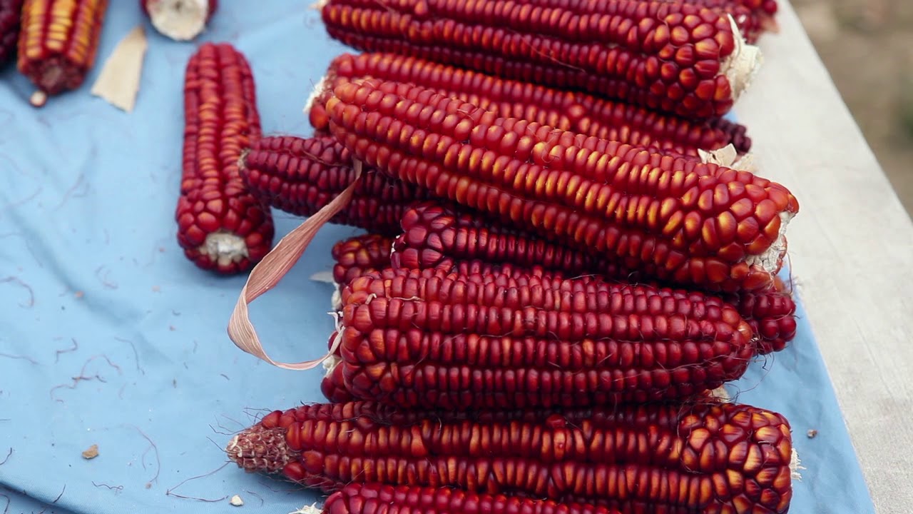 ABC How to choose your seeds for seed production