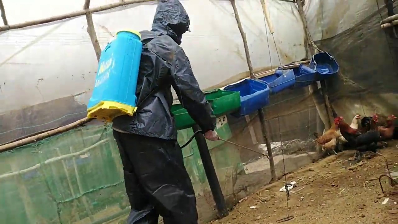تربية الدجاج البلدي وكيفية حماية الدجاج من حشرة (القميلة)