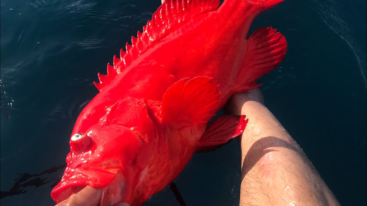 每天都吃魚的流浪漢 流浪 釣魚 車泊 SUP FISHING IN TAIWAN