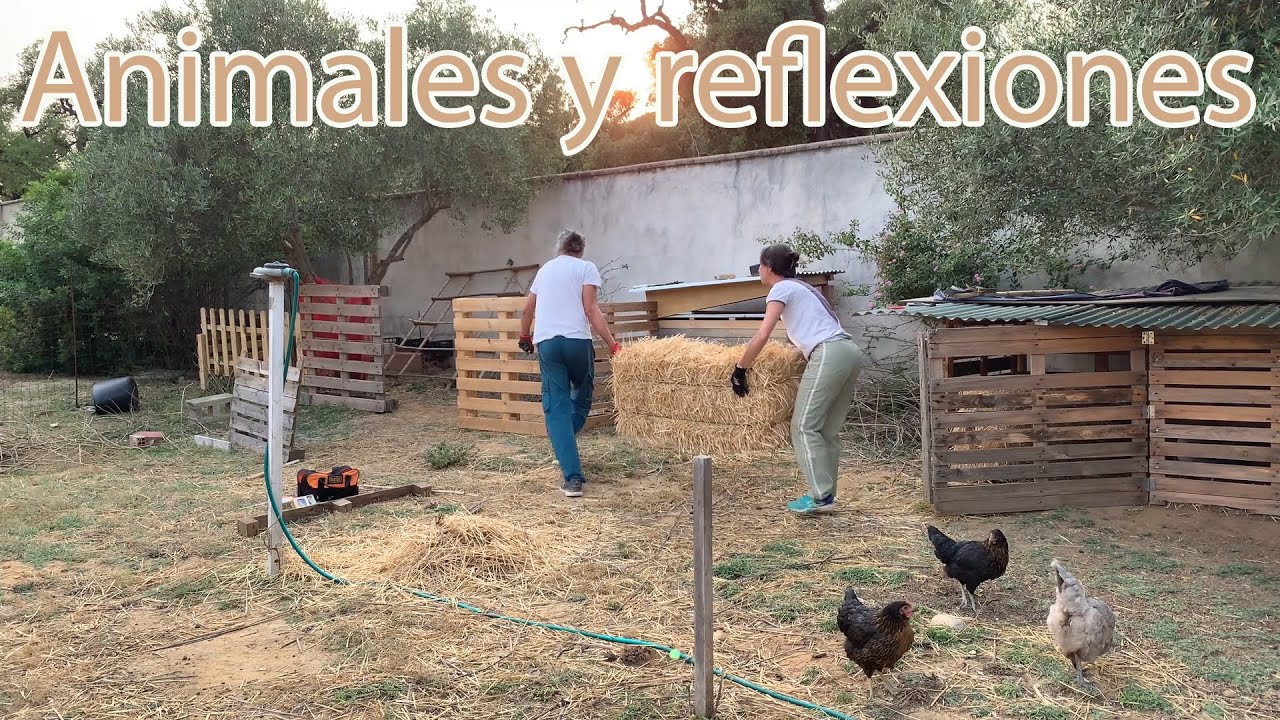 Animales y Reflexiones. Separamos gallinas de ovejas. Ep90