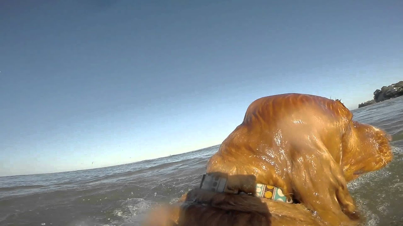 Cocker spaniel play fetch in the ocean