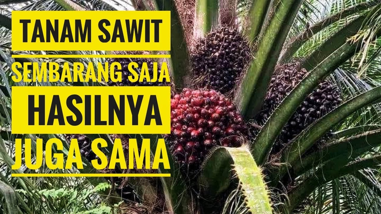 Beda hasilnya!!! Bibit Sawit unggul, Bibit Sawit Abal-Abal dan Bibit Sawit Cabutan 