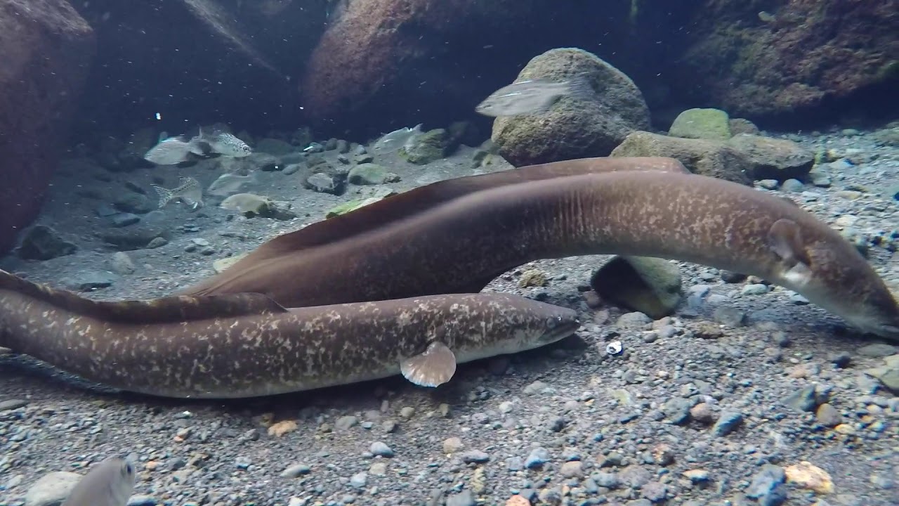 Sacred Tahitian Eels