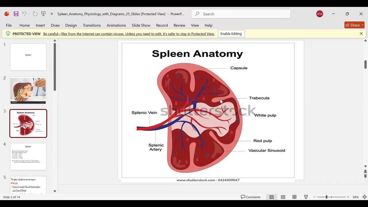 SPLEEN |DIGESTIVE |SYTEM |PART| WHITE |PULP |RED |PULP| FUCTION OF SLPEEN LOCATION OF SPLEEN