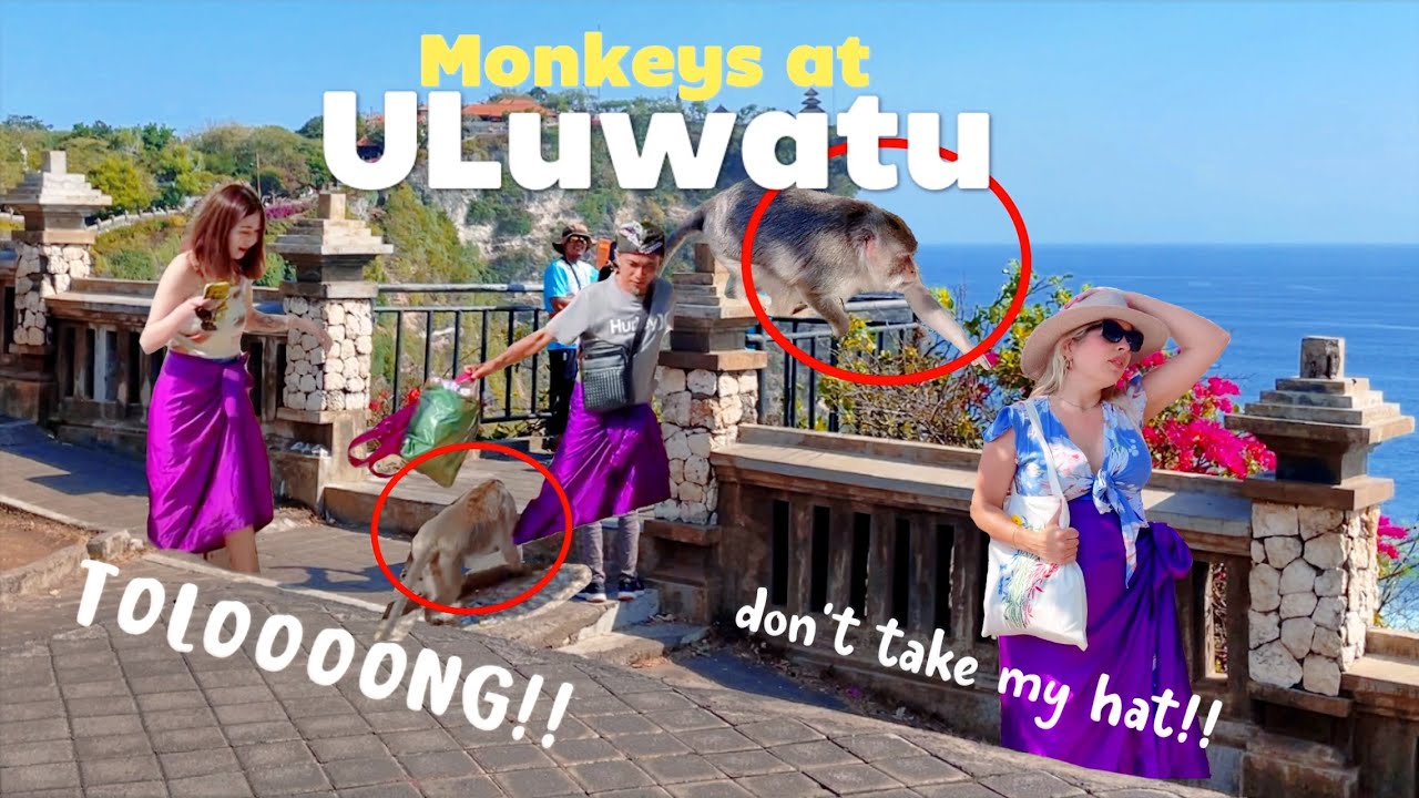 JANGAN LENGAH DI ULUWATU ATAU BARANG ANDA AKAN HILANG.. MONYET KEJAM !!!