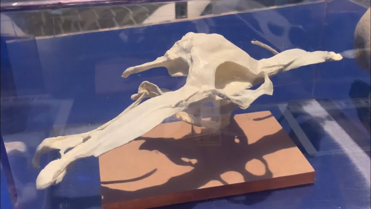 Smooth Hammerhead Shark jaws / cephalofoil at SeaBase in EPCOT at Disney World 