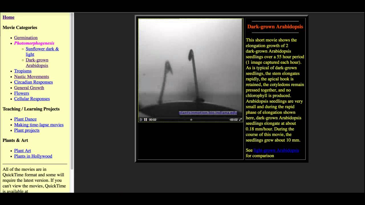 Lab 8 - Photomorphogenesis Dark-grown Arabidopsis Video