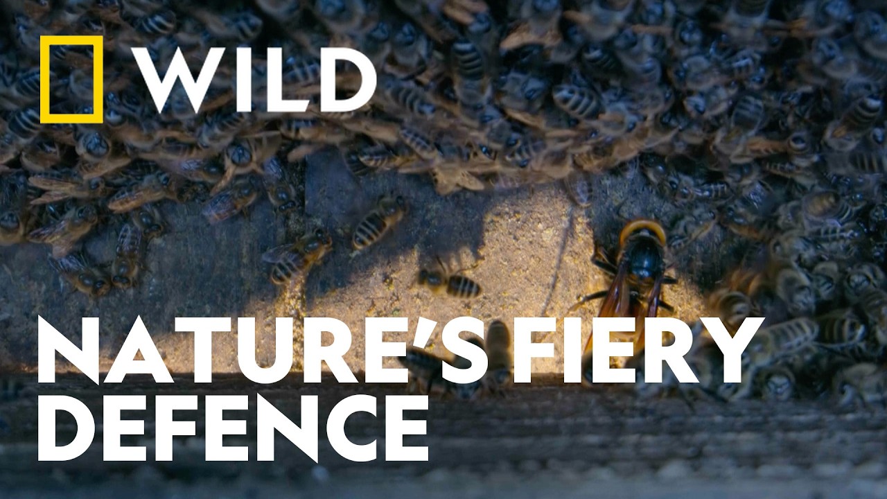 Bees Take on Hornets in an Battle for Survival | Secrets of the Bees | National Geographic WILD UK