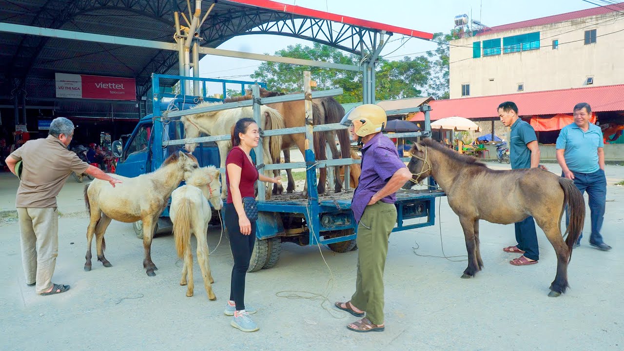 Buying Horses From Farmers - Use Truck Transport Horse Goes To Market Sell - My Farm Đào