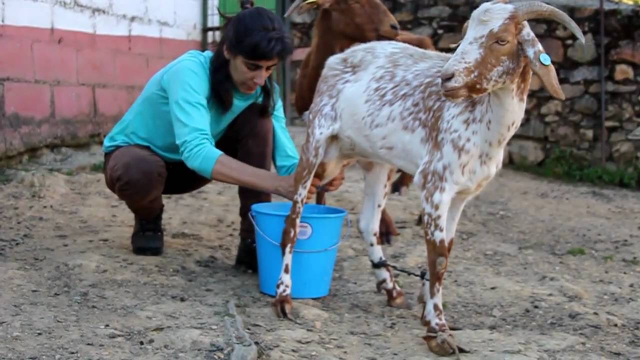 Ordeñar cabra Montefrio - Goats in Spain