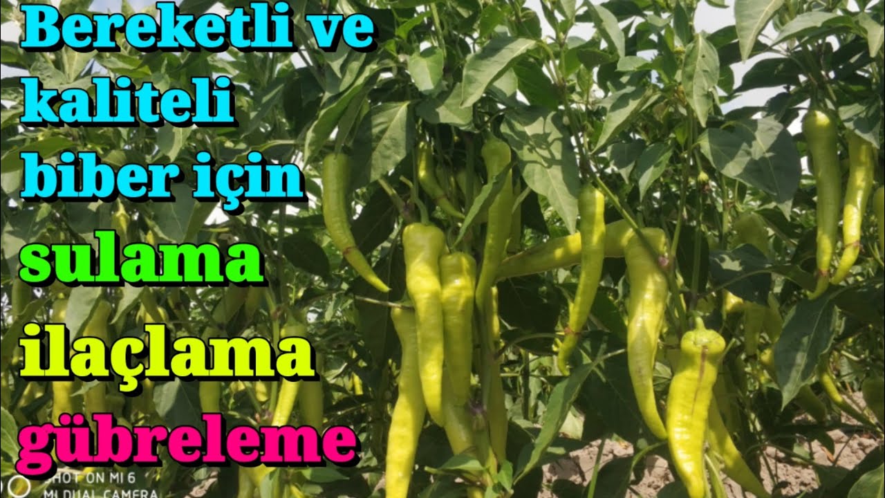 Kaliteli ve yüksek verimli biber için sulama gübreleme ve ilaçlama nasıl olmalı biber yetiştirme