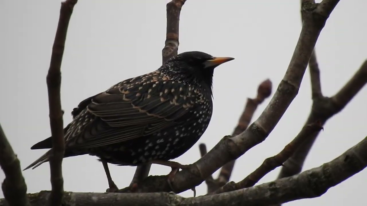Drei Stare auf einem Kastanienbaum Trzy Szpaki na Kasztanowcu Three Starlings on the Chestnut Tree 