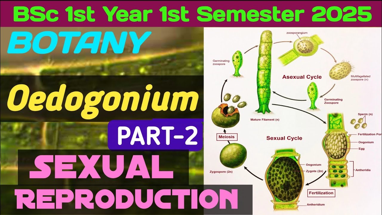 Sexual Reproduction of Oedogonium in Hindi//BSc 1st Semester Botany Oedogonium sexual Reproduction 