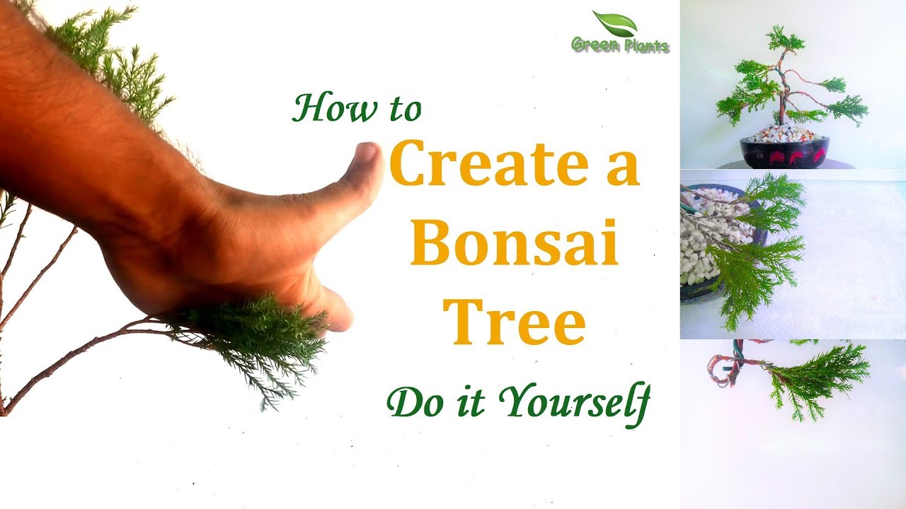 How to create a Bonsai tree at Home | Bonsai Trees for Beginners//GREEN PLANTS