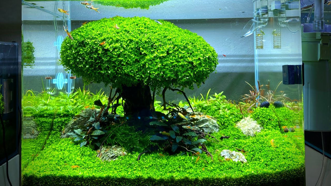 Amazing Bonsai Tree Aquascape @ Dennerle HQ - 8 Nano's + 980L XXL Tank