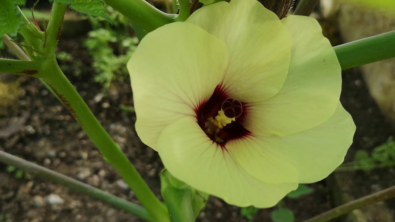 Okra anbauen