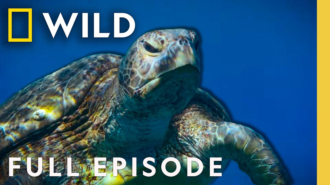 New Life Under the Sea (Full Episode) | Incredible Animal Journeys | Nat Geo Animals