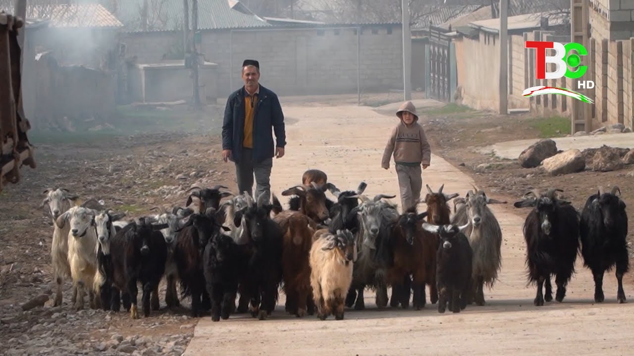 Деҳаи Анористон н. Ёвон | Дар деҳа
