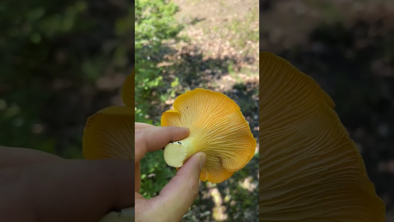 Гриб Лисичка - кладезь витамина С. Грибы России. Cantharellus cibarius. Funghi. Gallinacci. 🍄 🌿