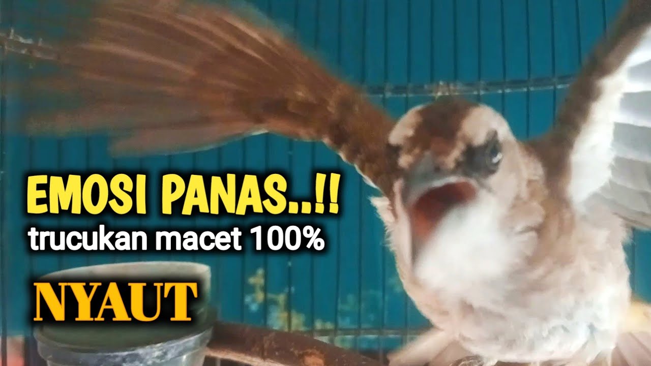 trucukan gacor EMOSI ROPEL PANJANG buat pancingan trucuk agar cepat BUNYI JADIKAN burung NYAUT giras