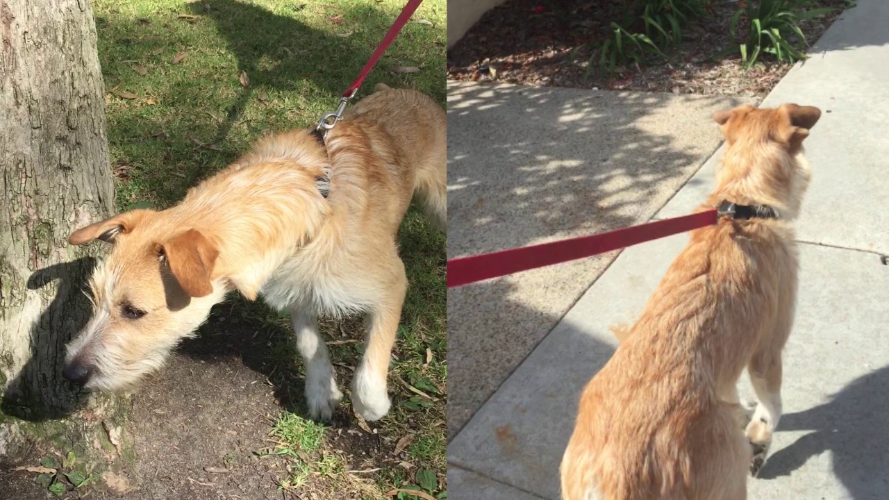 Pet Product Review - Wake & Wag