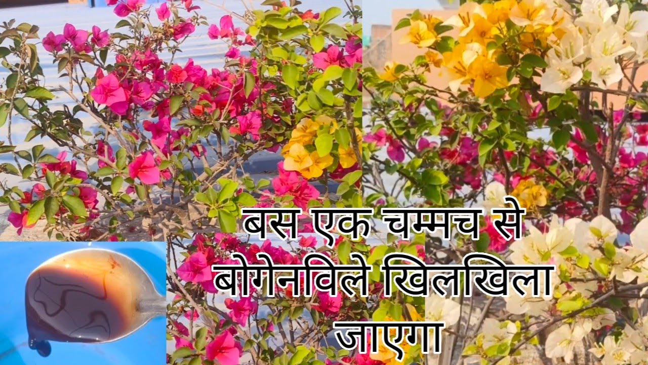 Bas ek baar ye fertilizer daal de Bogainvilea khoob phool dega|Best fertilizer and Care Tips